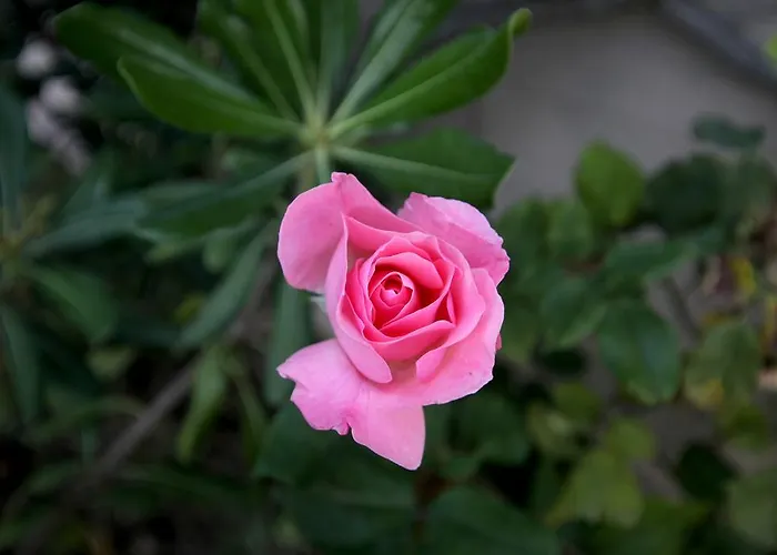 Sea View Apollo & In Afytos